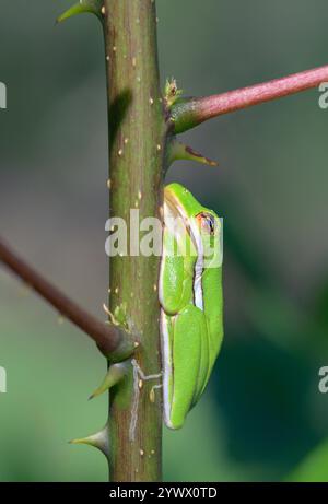 Amerikanischer grüner Baumfrosch (Dryophytes [Hyla] cinereus), der an einem warmen Herbsttag auf einer Dornpflanze in Galveston, Texas, USA sonnt. Stockfoto