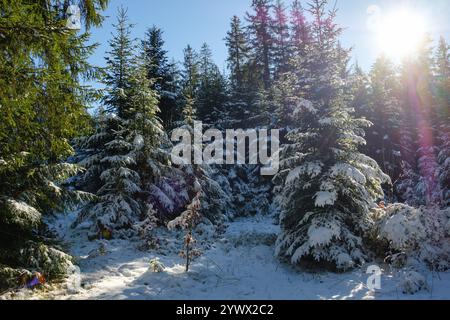 Die Sonne scheint hell über einer ruhigen Winterlandschaft mit hohen immergrünen Bäumen, die mit frischem Schnee bedeckt sind. Der Boden ist leicht bedeckt, Kreatin Stockfoto