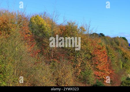 Hintergrund der Herbstlaub mit blassblauem Himmel und Stromkabeln darüber. Orangefarbene, rote, gelbe, braune und grüne Blätter. Stockfoto