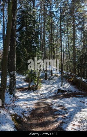 Ein ruhiger Winterweg schlängelt sich durch einen schneebedeckten Wald in Mittenwald, Bayern. Hohe Bäume stehen majestätisch, ihre Äste glitzern in der Stockfoto