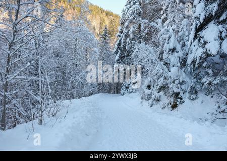 Schnee bedeckt einen ruhigen Weg umgeben von hohen, frostigen Bäumen im schönen Tagernsee in Bayern. Die ruhige Winterlandschaft lädt zum Verweilen ein Stockfoto