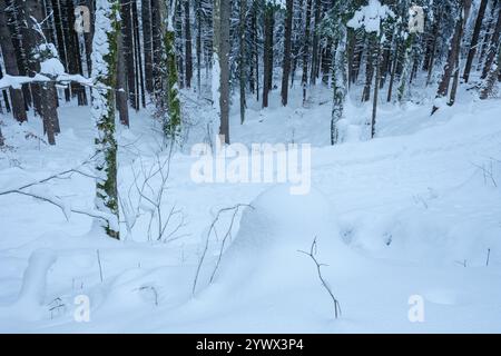 Schnee bedeckt die ruhige Waldlandschaft des Tagernsees in Bayern. Die Landschaft verwandelt sich in ein ruhiges Winterparadies mit hohen tr Stockfoto