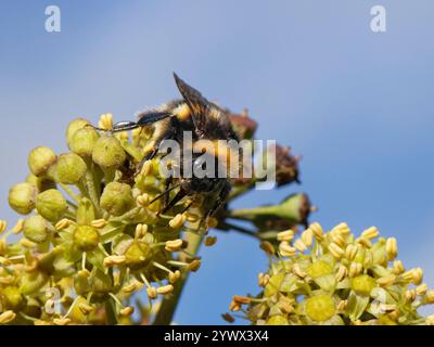 Hummel (Bombus terrestris), die ihre Zunge zum Nektar von Evy-Blüten (Hedera Helix) in einer Hecke verwendet, Wiltshire, Großbritannien, Oktober Stockfoto