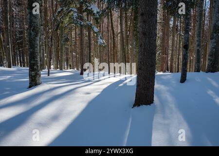 Schnee bedeckt den Boden in einem ruhigen bayerischen Wald, mit hohen Bäumen, die lange Schatten in der Wintersonne werfen. Die ruhige Umgebung lädt zu einem Besuch ein Stockfoto