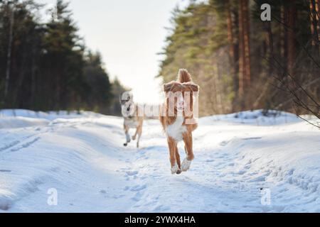 Zwei Hunde laufen energisch durch die verschneite Landschaft und hinterlassen verspielte Pfade hinter sich. Das Sonnenlicht, das durch die Bäume gefiltert wird, betont den Stockfoto