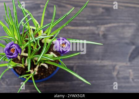 Blick von oben auf violette Krokusblüten in blauem Topf auf rustikalem Holzhintergrund Stockfoto