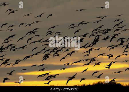 Silhouette der rosafarbenen Gänse (Anser brachyrhynchus) von ausgewachsenen Gänsen, die im Winter bei Sonnenuntergang in einer Herde oder einem Knäuel fliegen, Norfolk England, Vereinigtes Königreich Stockfoto