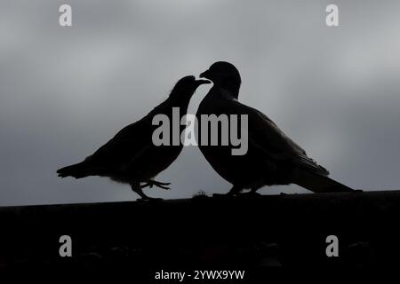 Holztaube (Columba palumbus) Silhouette von zwei Vögeln ein junges Baby cobb bittet um Nahrung von einem erwachsenen Vogel auf einem Stadthausdach, England, United Stockfoto