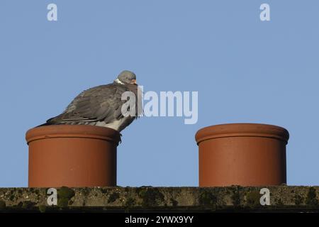 Holztaube (Columba palumbus) erwachsener Vogel auf einem urbanen Haus auf dem Dach des Schornsteins, England, Großbritannien, Europa Stockfoto