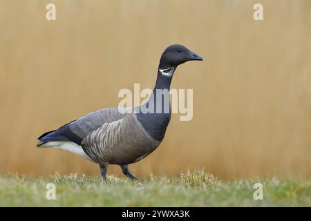 Brent Gans (Branta bernicla) auf einer Wiese, Wildtiere, Gänse, Lauwersmeer Nationalpark, Niederlande Stockfoto