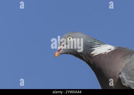 Holztaube (Columba palumbus) Erwachsener Vogel Tier Kopf Porträt, England, Vereinigtes Königreich, Europa Stockfoto