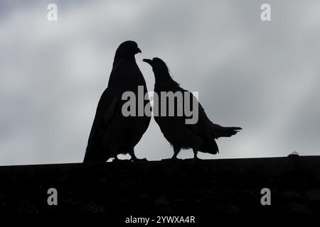 Holztaube (Columba palumbus) Silhouette von zwei Vögeln ein junges Baby cobb bittet um Nahrung von einem erwachsenen Vogel auf einem Stadthausdach, England, United Stockfoto