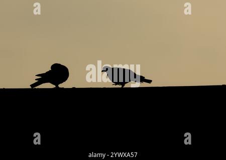 Holztaube (Columba palumbus) Silhouette von zwei erwachsenen Vögeln während ihrer Balz auf einem städtischen Hausdach bei Sonnenuntergang im Frühling, Englan Stockfoto