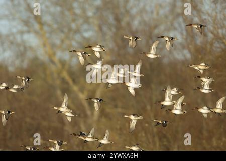 Buntgrün (Anas crecca) erwachsene Vögel, die in einer Herde fliegen, England, Vereinigtes Königreich, Europa Stockfoto