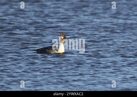 Goosander (Mergus merganser) ausgewachsenes Weibchen auf einem See, England, Vereinigtes Königreich, Europa Stockfoto