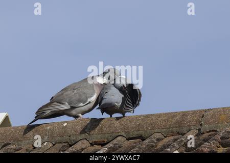 Holztaube (Columba palumbus) zwei Erwachsene Vögel während ihrer Balz auf einem städtischen Hausdach im Frühling, England, Vereinigtes Königreich, Europ Stockfoto