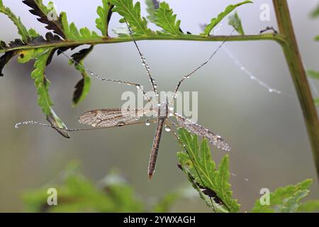 Tau bedeckte Wiesenschlange (Tipula paludosa), Tiere, Insekten, Schlange, Mücken Lahn-Dill-Kreis, Hessen, Bundesrepublik Deutschland Stockfoto