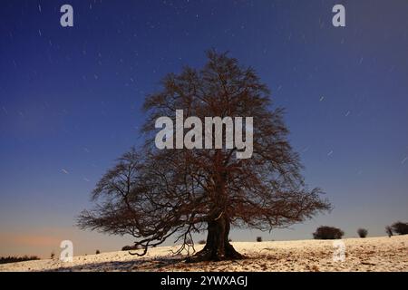 Einsame Buche im Winter, lange Exposition mit Sternenhimmel, Knoten, hoher Westerwald, Baum, Bäume, Buche, Buche Lahn-Dill-Kreis, Hessen, Bundesrepublik Deutschland Stockfoto