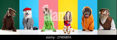 Farbenfrohe Collage mit verschiedenen Hunden, die in verschiedenen stylischen Kleidern gekleidet sind, vor buntem Hintergrund. Perfekt für Haustiermode Stockfoto
