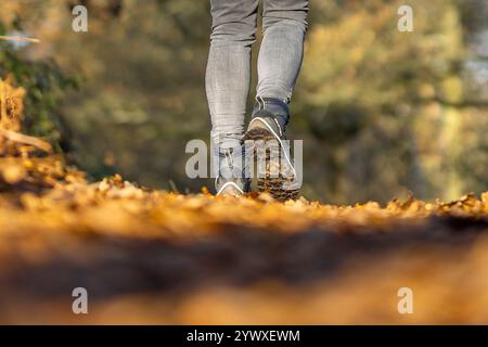 Niedriger Winkel, Rückansicht der Beine und Füße einer Person, die im Herbst in einem Wald mit goldenen Blättern auf dem Boden laufen. Unteres Bein mit Wanderstiefeln. Stockfoto