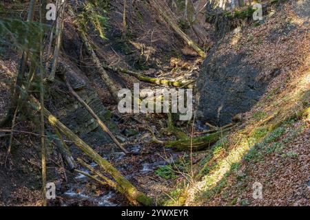 Ein kleiner, trockener Fluss, der durch einen dichten Wald fließt Stockfoto