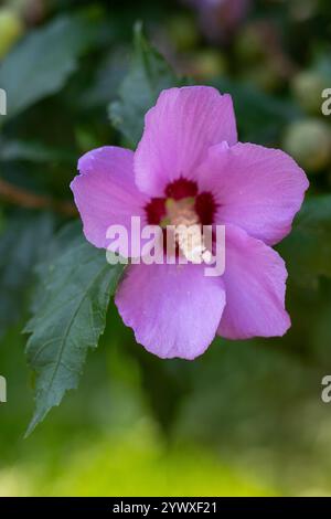 Mallow lila Knospen. Blume und Blätter aus nächster Nähe. Stockfoto