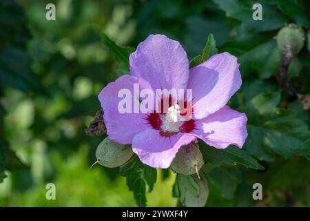 Mallow lila Knospen. Blume und Blätter aus nächster Nähe. Blumengarten Natur Stockfoto