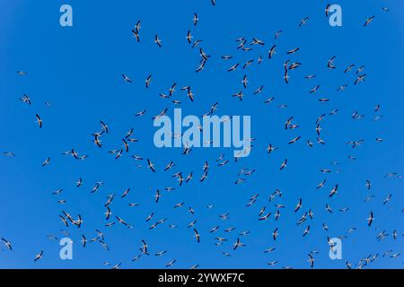 Storchenherde, die im klaren Himmel fliegen. Vögel wandern über einen klaren Himmel. Eine große Vogelherde schwebt anmutig Stockfoto