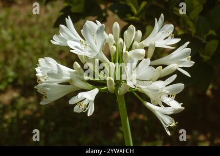 Agapanthus blüht aus nächster Nähe an einem sonnigen Tag Stockfoto
