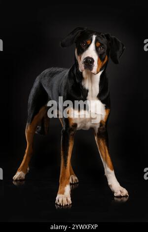 Großer schweizer Gebirgshund, der auf schwarzem Hintergrund steht Stockfoto