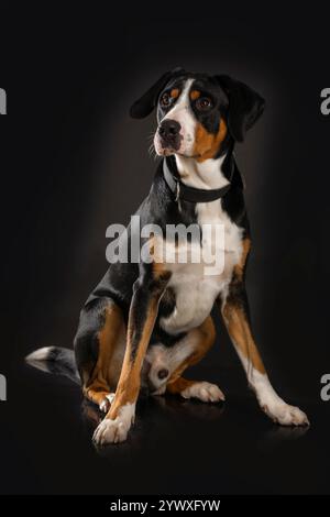 Großer schweizer Berghund, der auf schwarzem Hintergrund sitzt Stockfoto