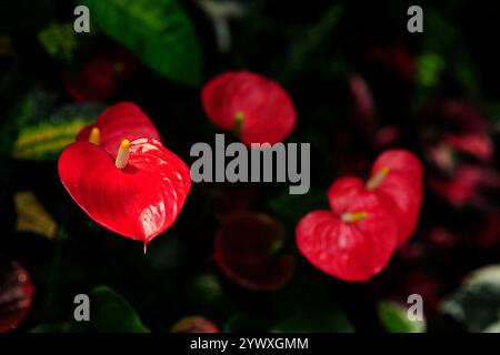 Leuchtende rote Anthuriumblüten mit grünen Blättern in natürlichem Licht Stockfoto