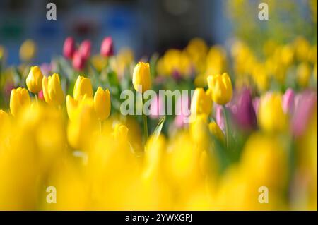 Leuchtende gelbe und rosafarbene Tulpen blühen in einer hellen Frühlingsgartenlandschaft Stockfoto