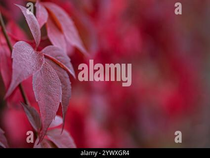 Nahaufnahme der leuchtenden Blätter des roten Herbstes vor einem unscharfen, farbenfrohen Hintergrund Stockfoto