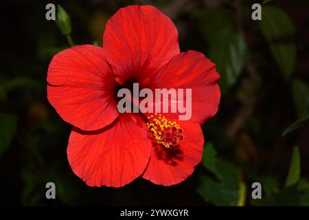 Nahaufnahme einer Hibiskusblüte in Hellrot Stockfoto