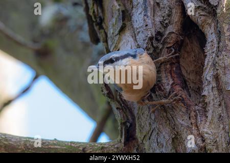 Nuthatch sitzt auf dem Nest Stockfoto