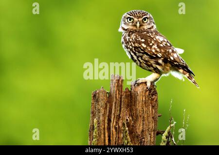 Die kleine Eule thront auf verwittertem Holzpfosten vor leuchtendem grünem Hintergrund Stockfoto