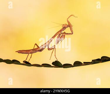 Betende Mantis, die auf Pflanzenstamm vor weichem Bokeh-gelbem Hintergrund ruhen Stockfoto