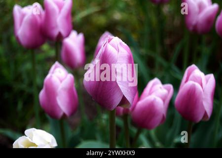 Wunderschöne lila Tulpen blühen in einer üppigen Gartenumgebung Stockfoto