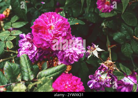 Rosafarbene Rose in voller Blüte vor einem leuchtend grünen Hintergrund. Die zarten Blütenblätter zeigen einen weichen Farbverlauf von rosa Tönen, von blassem Röten bis zu tieferen Tönen Stockfoto