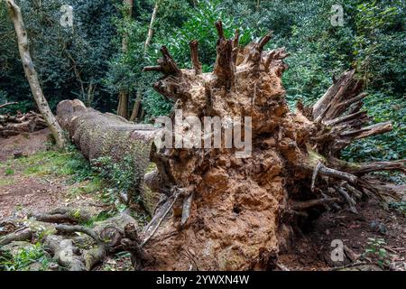 Das freiliegende Wurzelsystem eines gefallenen Baumes, London, Großbritannien Stockfoto