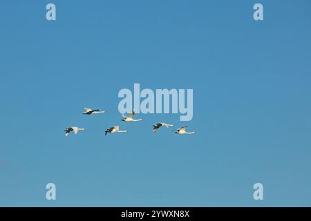 Junge Singschwäne (Cygnus cygnus), die im Herbst fliegen. Stockfoto