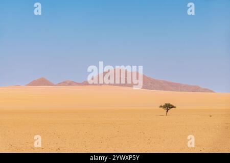 Einsamer Baum im NamibRand Nature Reserve, malerische minimale Landschaft in Namibia, Afrika Stockfoto