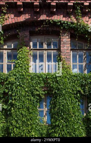 Außenfassade aus rotem Backsteingebäude mit Fenster, umgeben von üppigem grünem Efeu im Sommer, Pasila, Helsinki, Finnland. Stockfoto