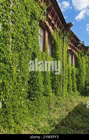 Außenfassade aus rotem Backsteingebäude mit Fenster, umgeben von üppigem grünem Efeu im Sommer, Pasila, Helsinki, Finnland. Stockfoto