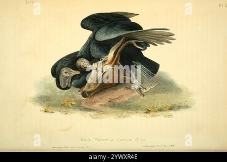 Schwarzer Geier (Coragyps atratus hier Cathartes atratus und schwarze Krähe), auch bekannt als amerikanischer schwarzer Geier, mexikanischer Geier, Zopilote, Urubu oder Gallinazo, aus den Vögeln Amerikas : aus Zeichnungen in den Vereinigten Staaten und ihren Territorien Band 1. Platten gezeichnet von John James Audubon und Lithographie von John T. Bowen aus Philadelphia und Endicott aus New York; veröffentlicht 1840 Stockfoto