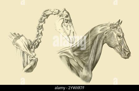 Zwei Ansichten: Eine von einem Teil der knöchernen Struktur, die Kopf, Hals und Schultern zeigt; und die andere besteht aus den oberflächlichen Muskeln, die die oben genannten Teile abdecken; aus der Anatomie und Physiologie des Pferdes: Mit anatomischen und fraglichen Darstellungen. Enthält außerdem eine Reihe von Untersuchungen zur Anatomie und Physiologie des Pferdes, mit Anweisungen zur Dissektion und zur Art und Weise der anatomischen Vorbereitung. Hinzu kommt das Glossar der Veterinärtechniken, toxikologische Tabelle und das Wörterbuch der Veterinärwissenschaften von Dadd, George H., Veröffentlichungsdatum 1857 Stockfoto