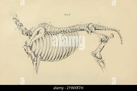 Ein Abschnitt der knöchernen Struktur, der eine Seite der Wirbelsäule, Rippen und einen Teil der hinteren, vorderen und hinteren Extremitäten bildet. Aus der Anatomie und Physiologie des Pferdes: Mit anatomischen und fraglichen Darstellungen. Enthält außerdem eine Reihe von Untersuchungen zur Anatomie und Physiologie des Pferdes, mit Anweisungen zur Dissektion und zur Art und Weise der anatomischen Vorbereitung. Hinzu kommt das Glossar der Veterinärtechniken, toxikologische Tabelle und das Wörterbuch der Veterinärwissenschaften von Dadd, George H., Veröffentlichungsdatum 1857 Stockfoto
