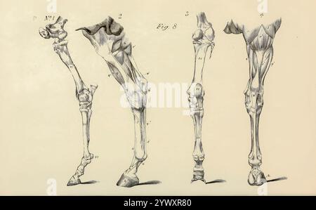 Off-Hind-Extremität: Nr. 1 und 3 sind seitliche und hintere Ansichten der Knochen, die in die Zusammensetzung der Extremität eintreten; Nr. 2 und 4 zeigen die Muskeln und Sehnen derselben. Aus der Anatomie und Physiologie des Pferdes: Mit anatomischen und fraglichen Darstellungen. Enthält außerdem eine Reihe von Untersuchungen zur Anatomie und Physiologie des Pferdes, mit Anweisungen zur Dissektion und zur Art und Weise der anatomischen Vorbereitung. Hinzu kommt das Glossar der Veterinärtechniken, toxikologische Tabelle und das Wörterbuch der Veterinärwissenschaften von Dadd, George H., Veröffentlichungsdatum 1857 Stockfoto