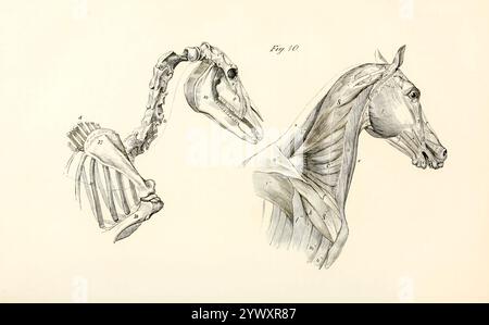 Ein Teil des knöchernen Rahmens; und die dazu gehörenden oberflächlichen Muskeln aus der Anatomie und Physiologie des Pferdes: Mit anatomischen und fraglichen Darstellungen. Enthält außerdem eine Reihe von Untersuchungen zur Anatomie und Physiologie des Pferdes, mit Anweisungen zur Dissektion und zur Art und Weise der anatomischen Vorbereitung. Hinzu kommt das Glossar der Veterinärtechniken, toxikologische Tabelle und das Wörterbuch der Veterinärwissenschaften von Dadd, George H., Veröffentlichungsdatum 1857 Stockfoto